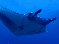 manta ray.jpg